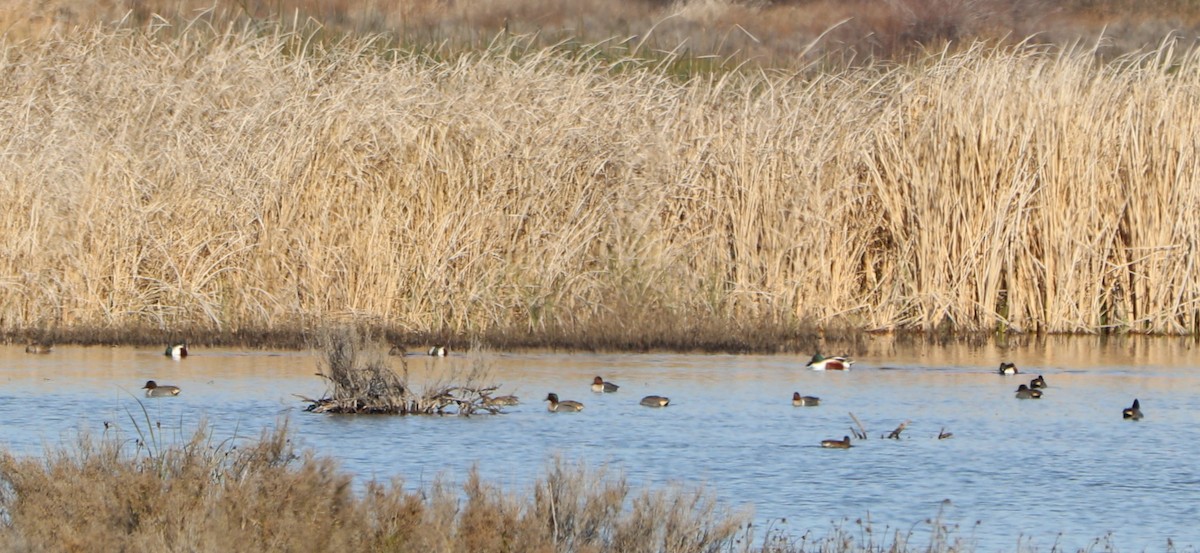 Green-winged Teal - ML223083601