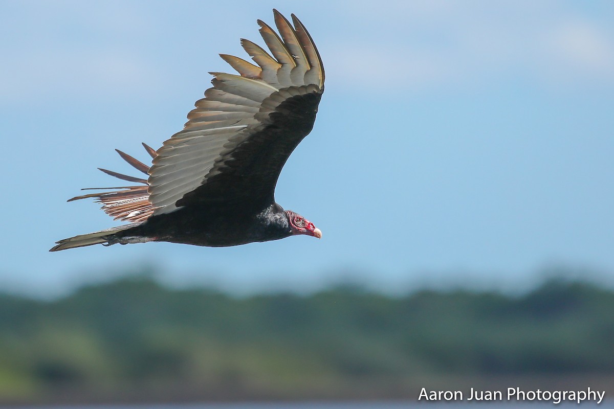 Turkey Vulture - Aaron Juan