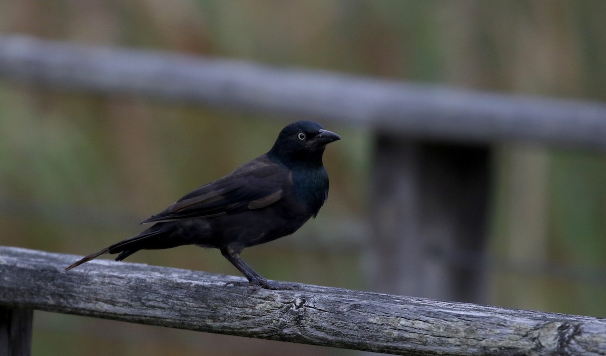 Common Grackle (Bronzed) - Jay McGowan