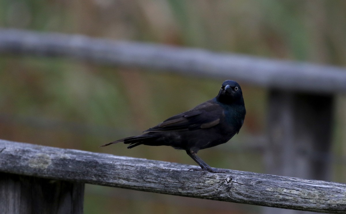 Common Grackle (Bronzed) - ML223083891