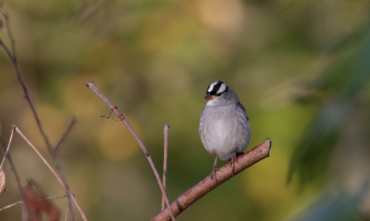 ミヤマシトド（leucophrys） - ML223084481