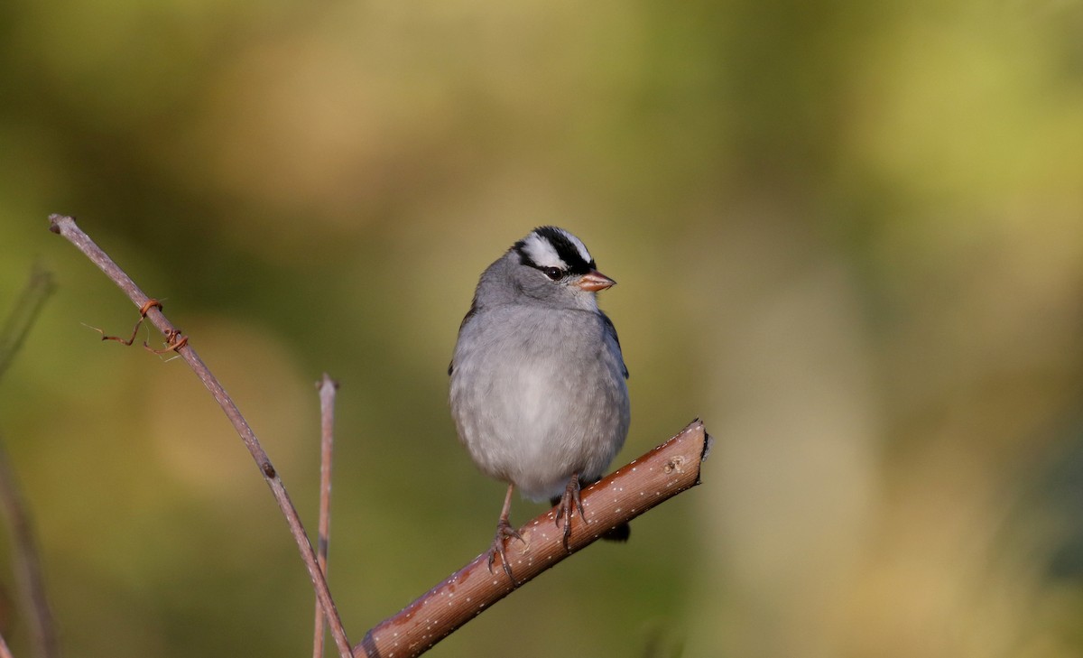 ミヤマシトド（leucophrys） - ML223084571