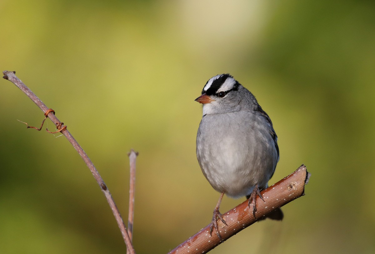 ミヤマシトド（leucophrys） - ML223085241