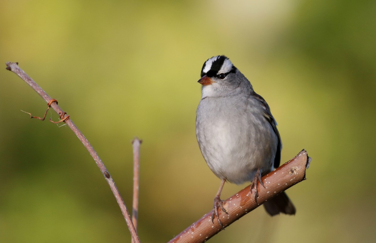 ミヤマシトド（leucophrys） - ML223085261