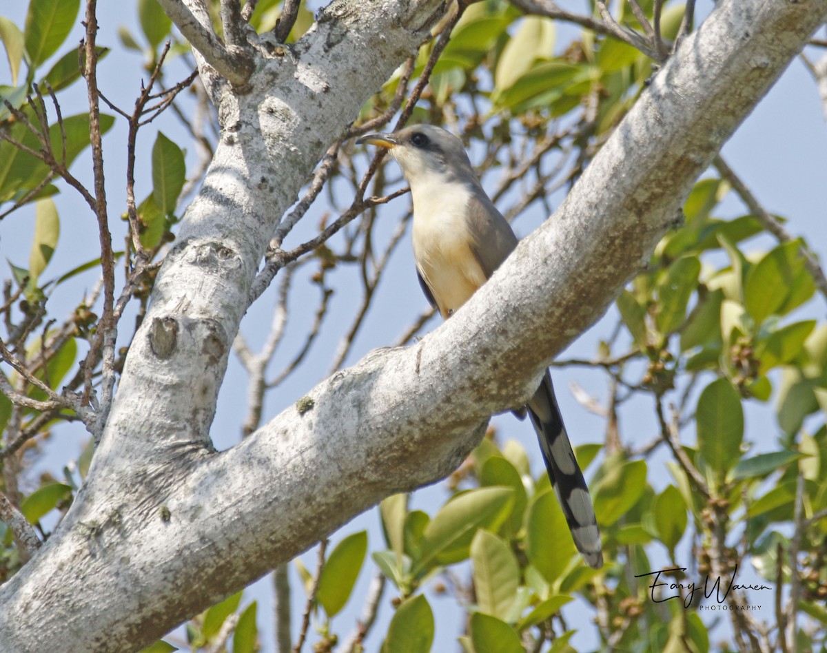 Mangrove Cuckoo - ML223085771
