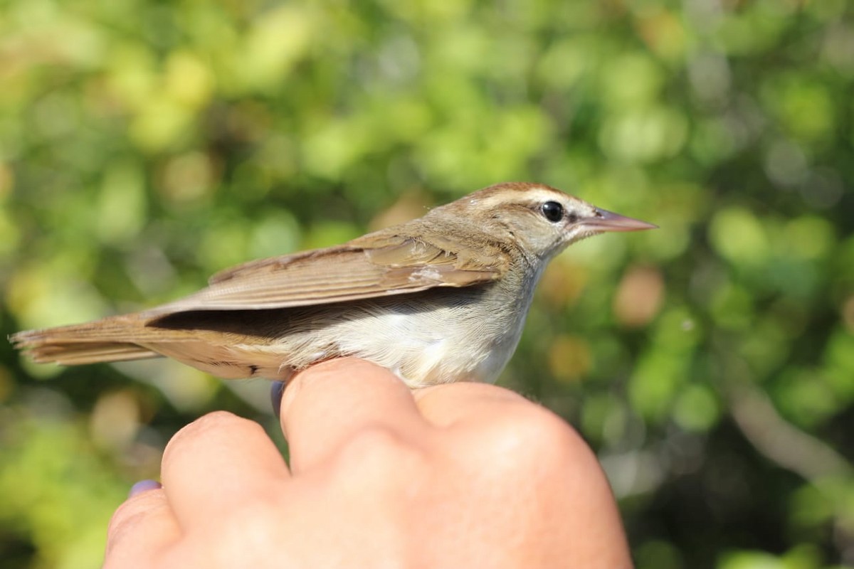 Swainson's Warbler - ML223086471