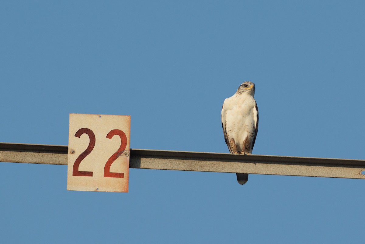 Ferruginous Hawk - ML22308651