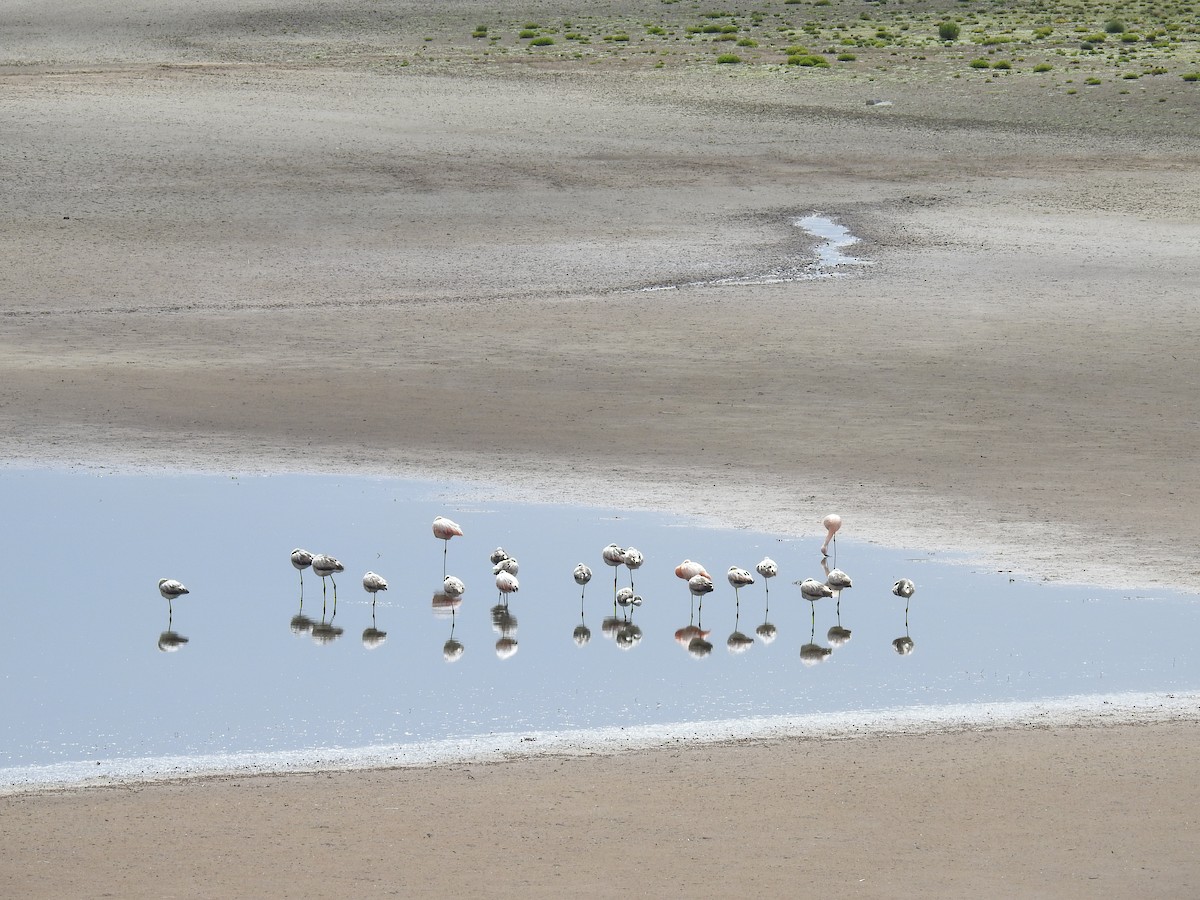 Chilean Flamingo - ML223087171