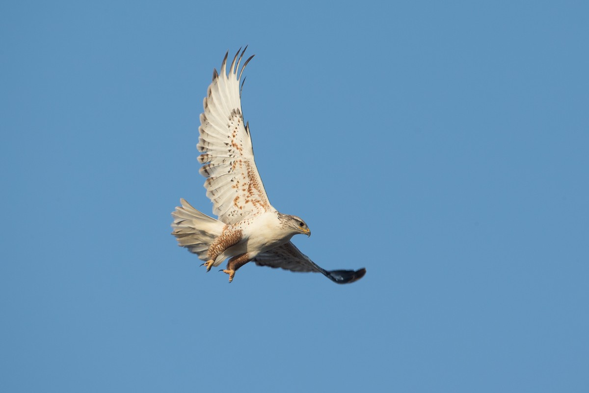 Ferruginous Hawk - ML22308741