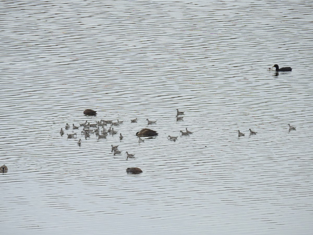 Wilson's Phalarope - Fernando Angulo - CORBIDI