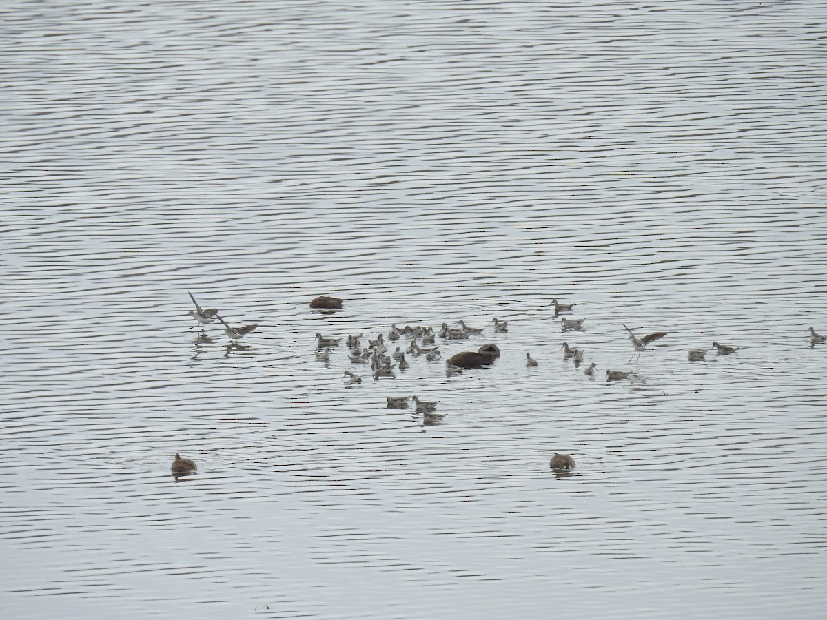 Wilson's Phalarope - ML223087771