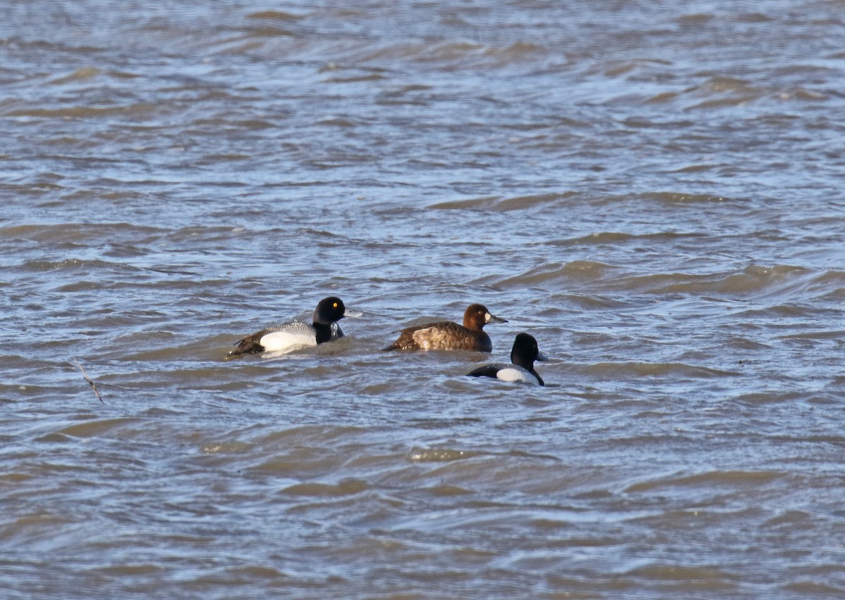 Greater Scaup - ML223088751