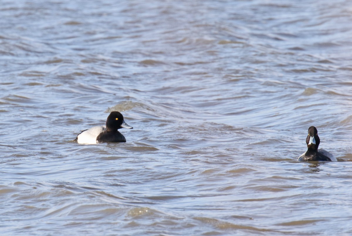 Greater Scaup - ML223088761