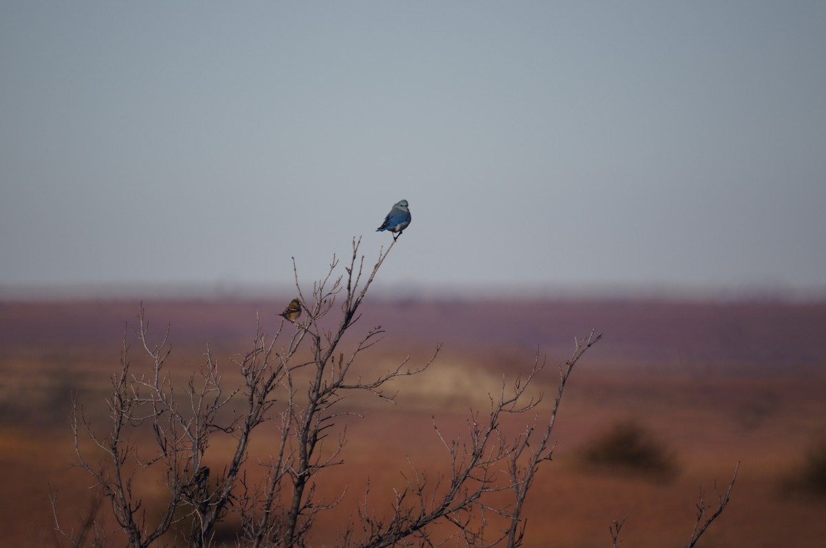 Mountain Bluebird - ML22308911