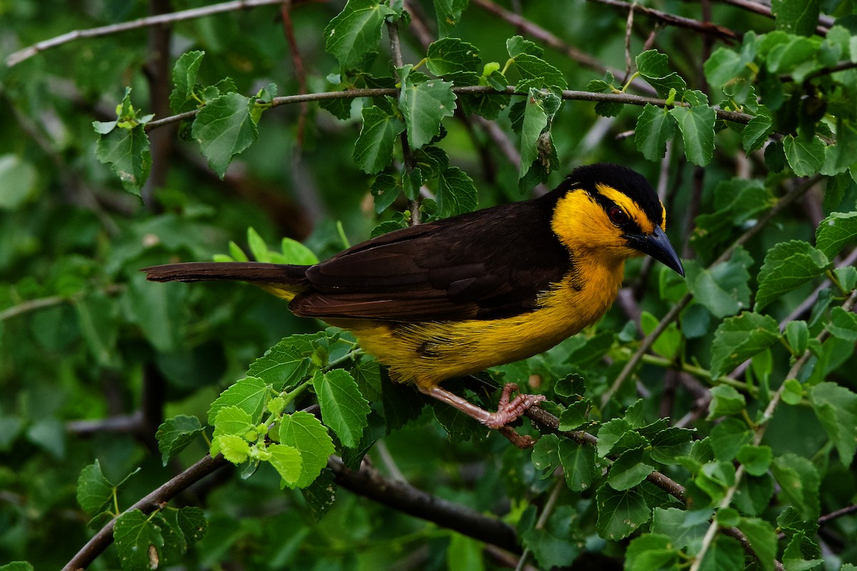 Black-necked Weaver - Peder Svingen