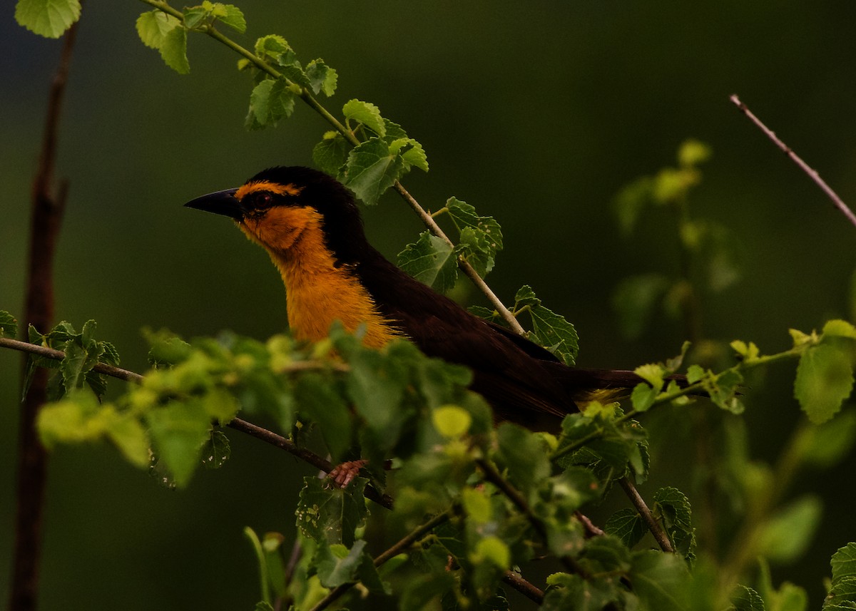 Black-necked Weaver - Peder Svingen