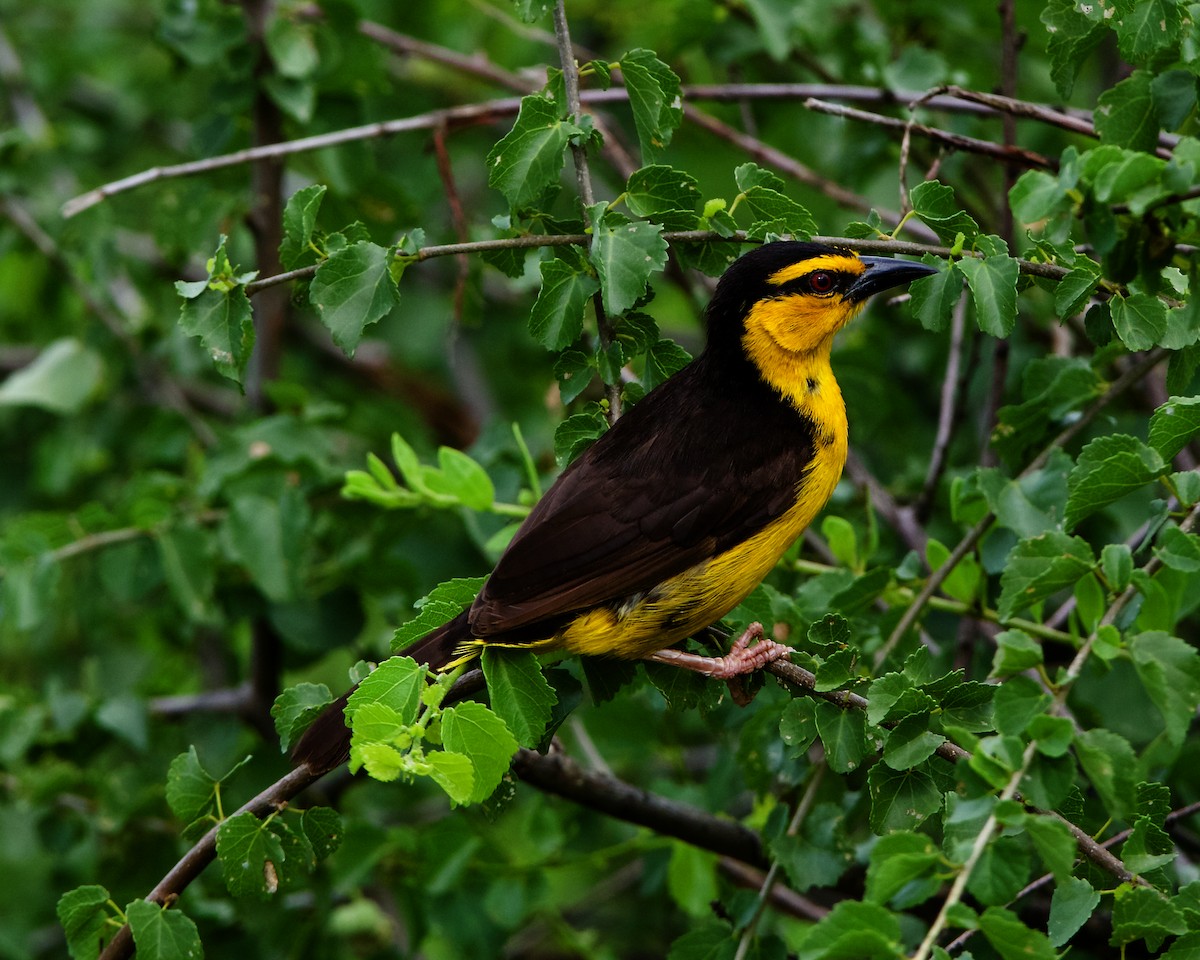 Black-necked Weaver - Peder Svingen