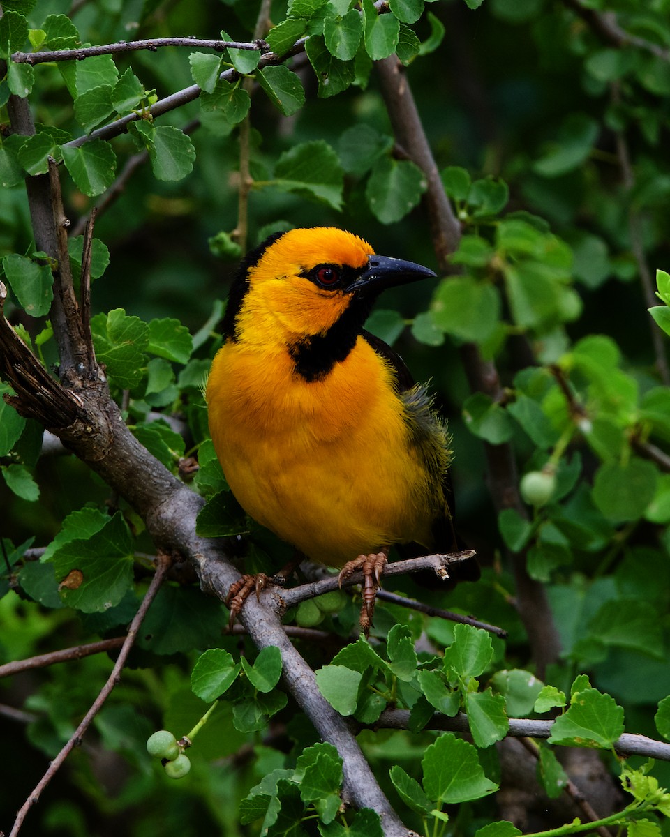 Black-necked Weaver - ML223089811