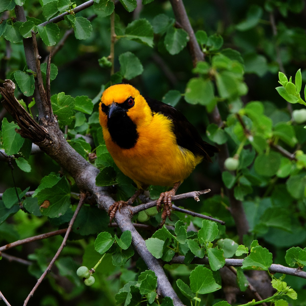 Black-necked Weaver - Peder Svingen