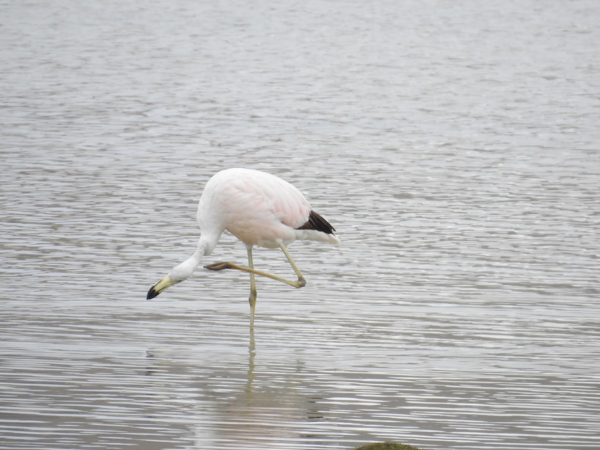 Andean Flamingo - ML223090131