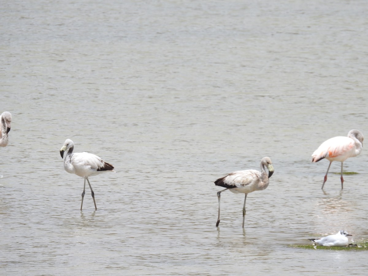 Andean Flamingo - ML223090641