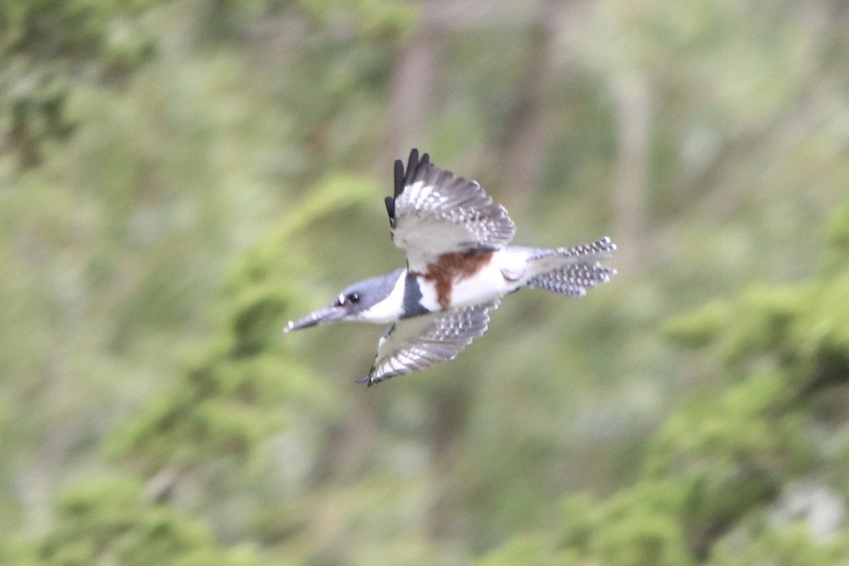 Belted Kingfisher - Jennifer Hoffman