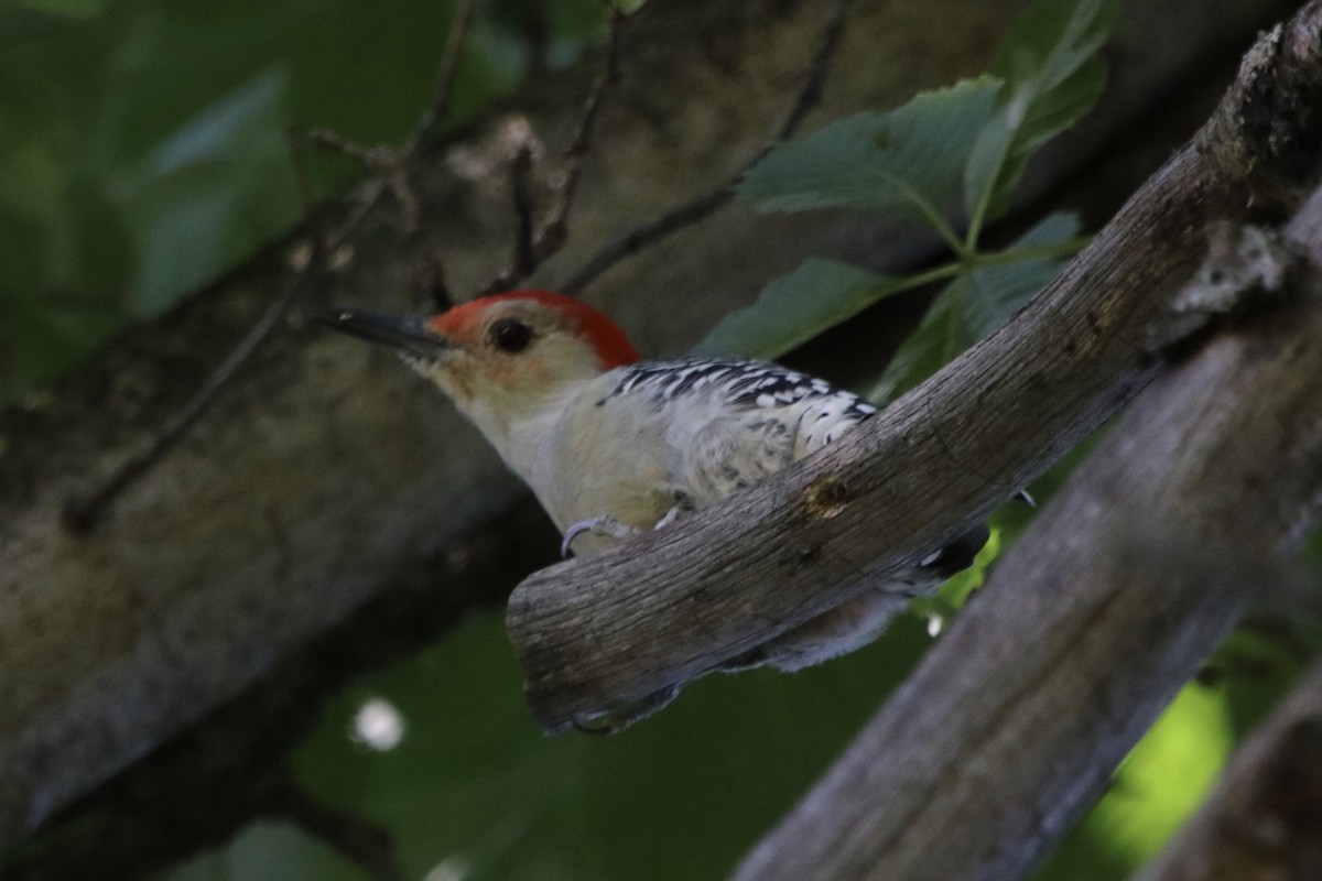 Red-bellied Woodpecker - ML223093881