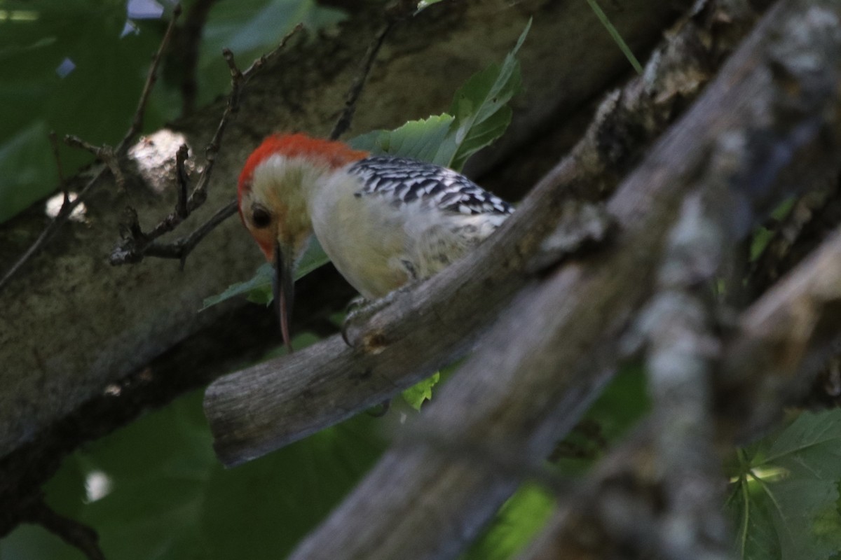 Red-bellied Woodpecker - ML223093891