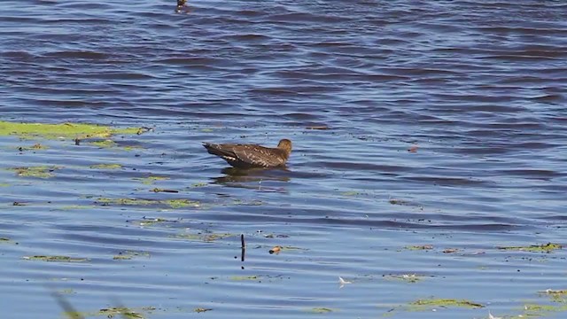 Parasitic Jaeger - ML223094341