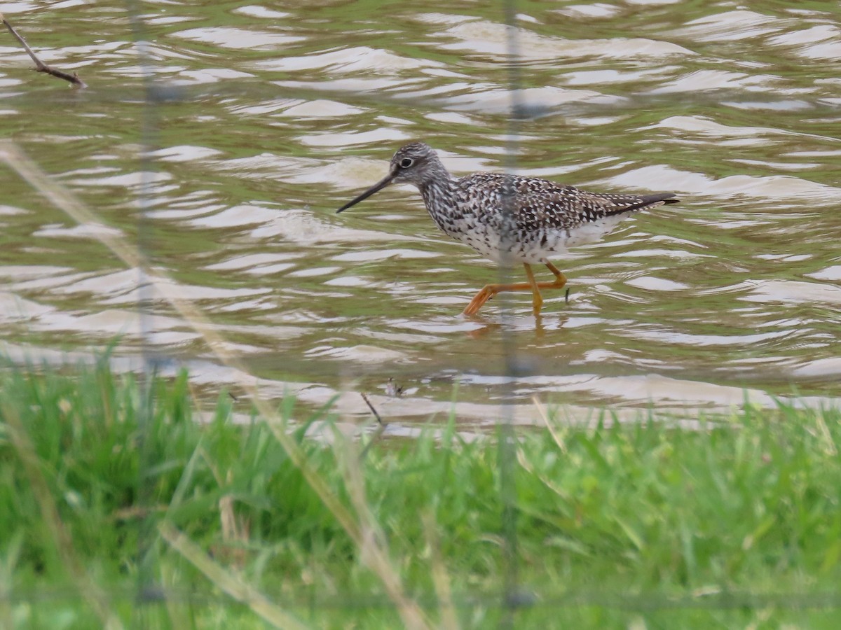 Greater Yellowlegs - ML223096741