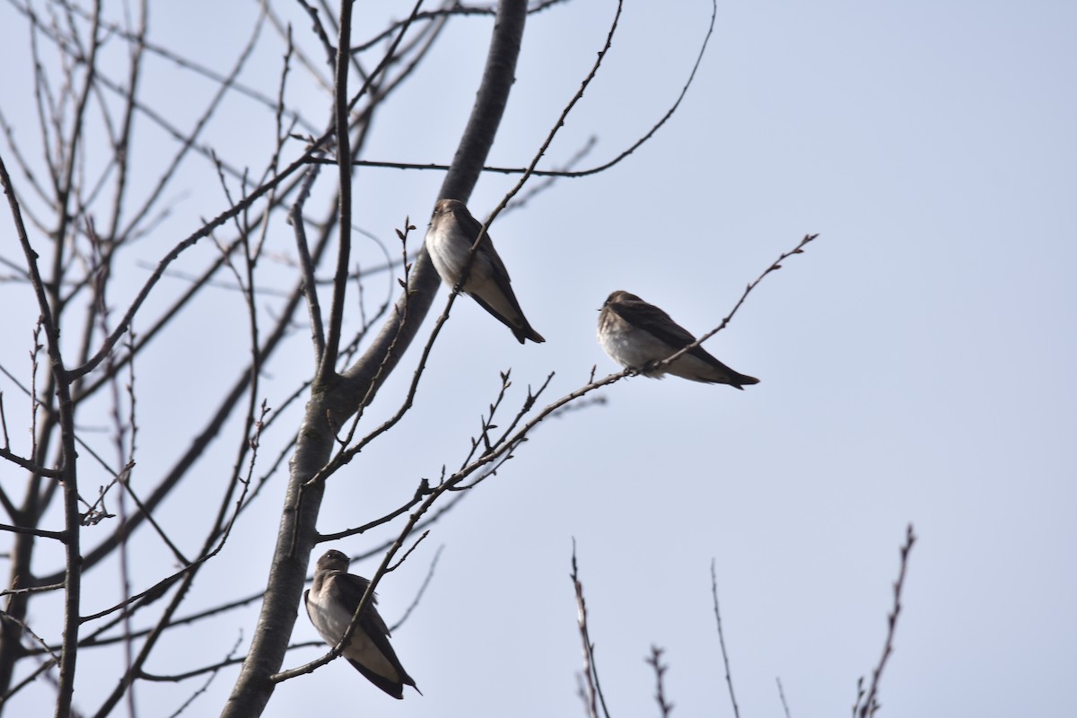 Northern Rough-winged Swallow - ML223097531
