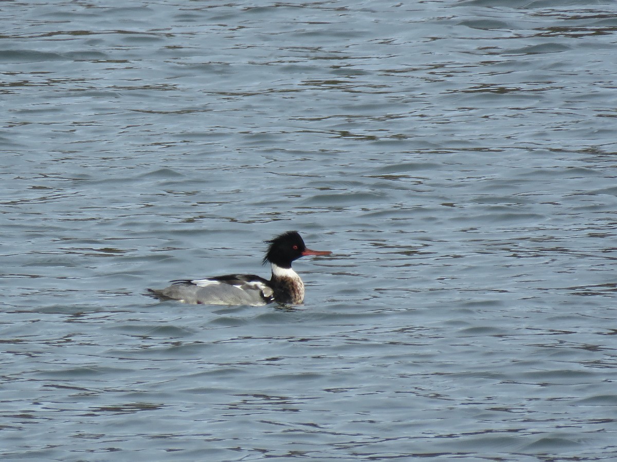 Сэвгэр бохио - ML223098761