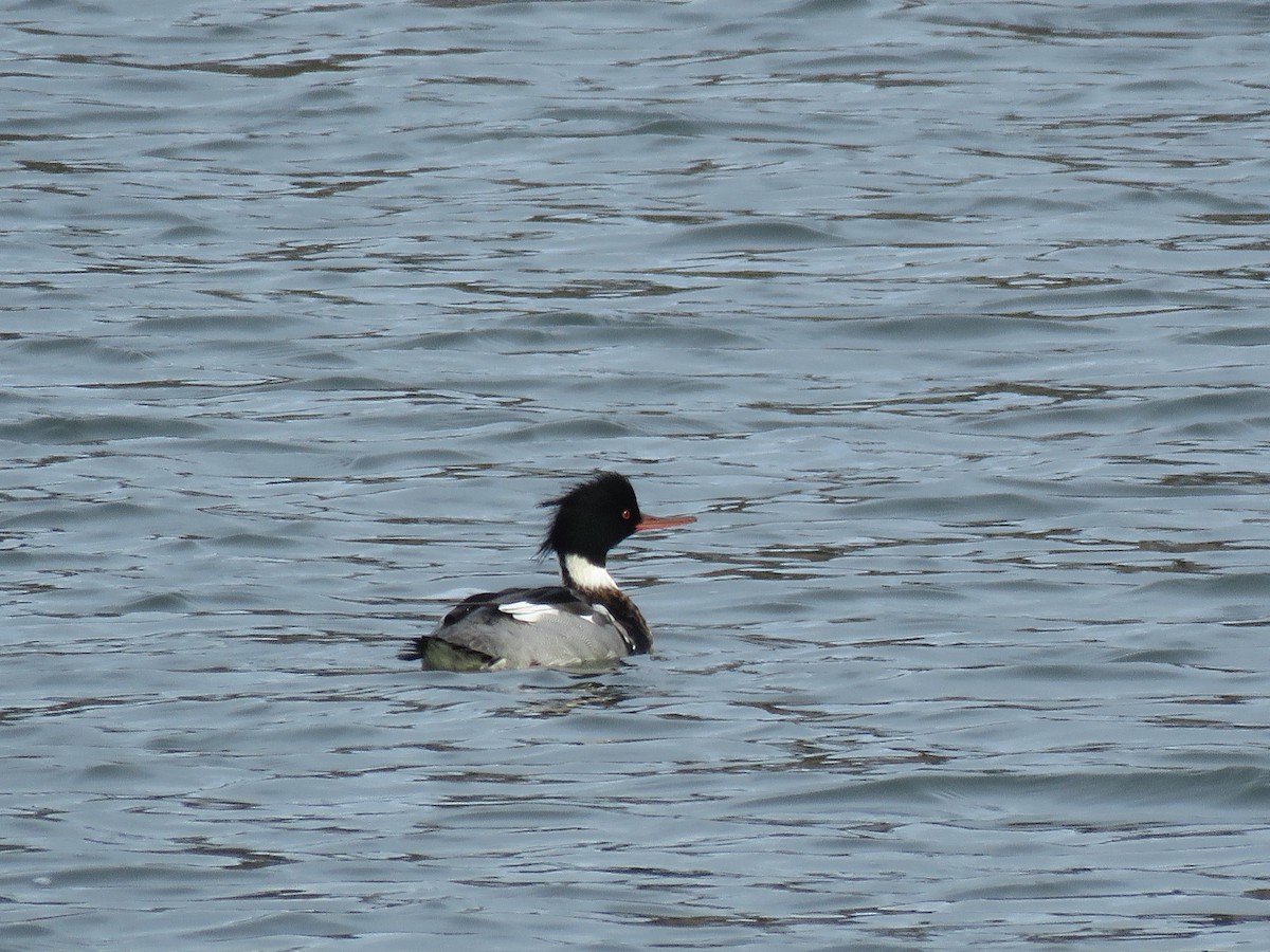 Сэвгэр бохио - ML223098801