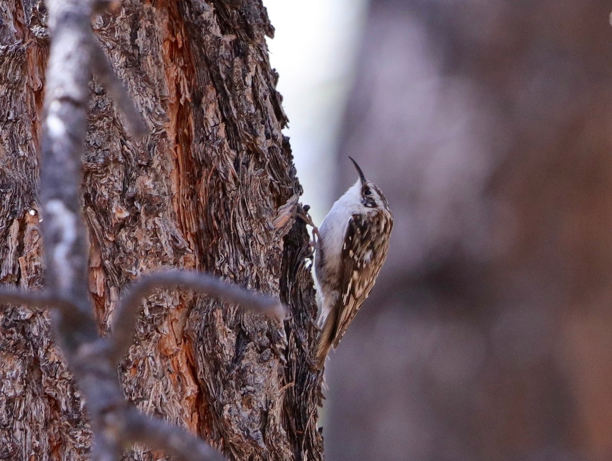 Brown Creeper - ML223099091