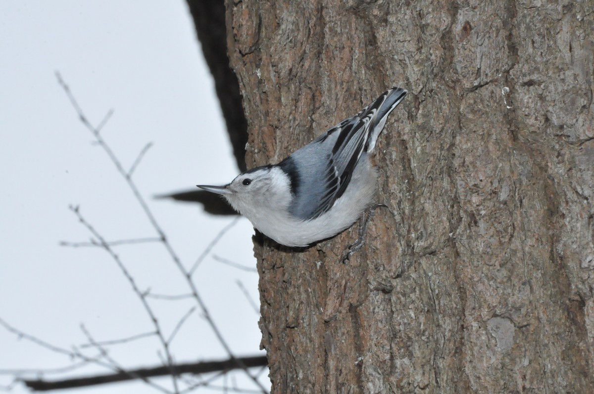 White-breasted Nuthatch - ML223100401