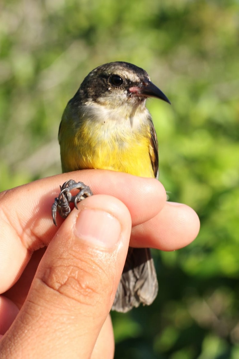 Bananaquit (Cozumel I.) - ML223101581