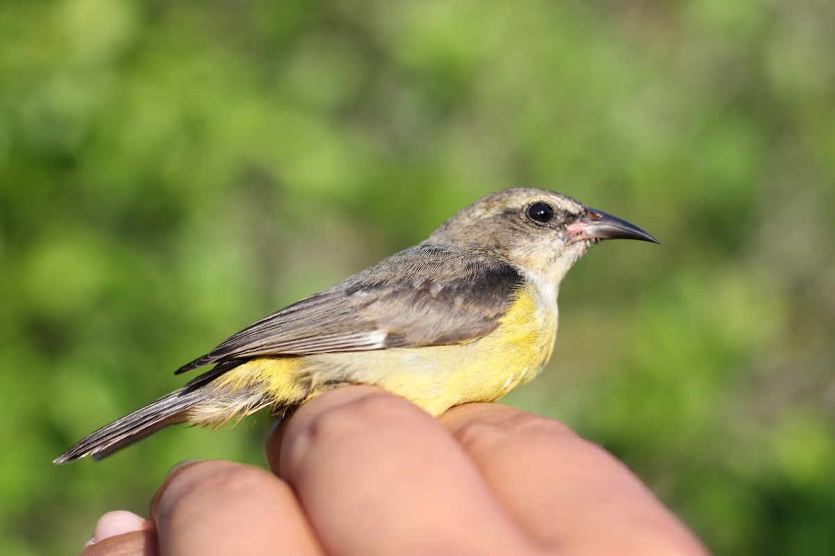 Bananaquit (Cozumel I.) - ML223101651