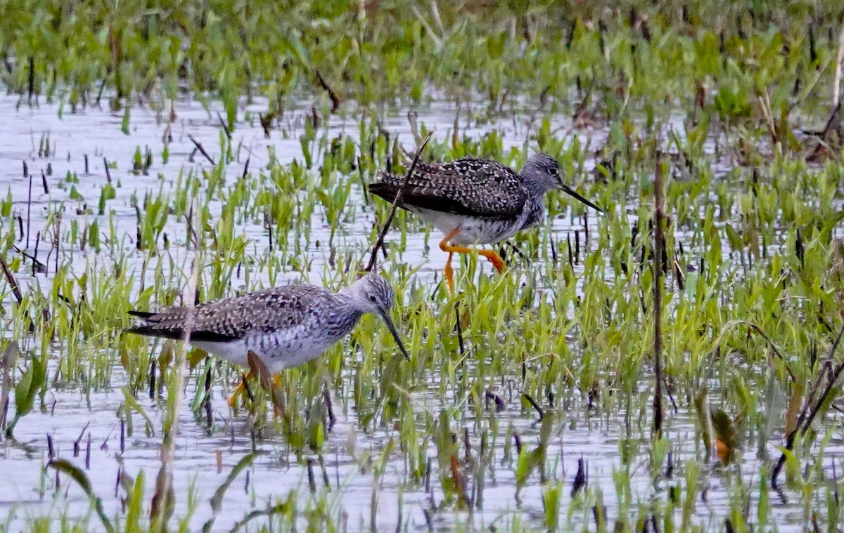 Greater Yellowlegs - Gale VerHague