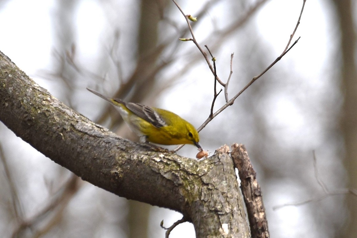 Pine Warbler - ML223102351