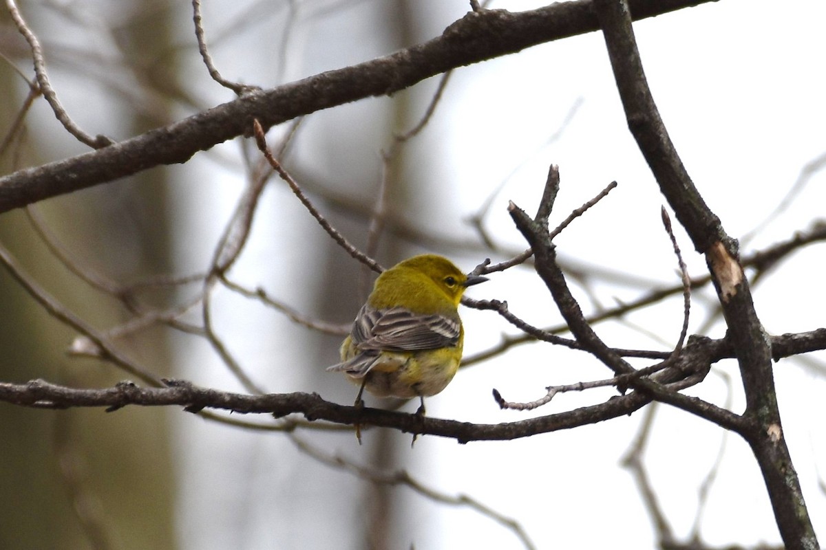 Pine Warbler - ML223102361