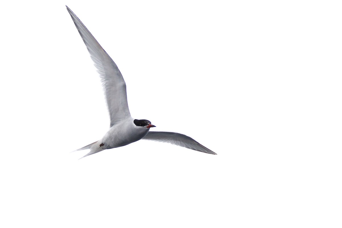 Arctic Tern - ML223102411