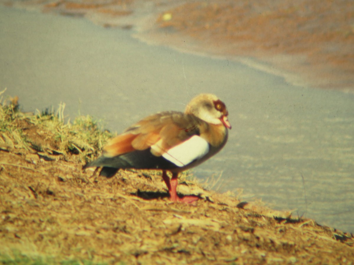 Egyptian Goose - ML223102431