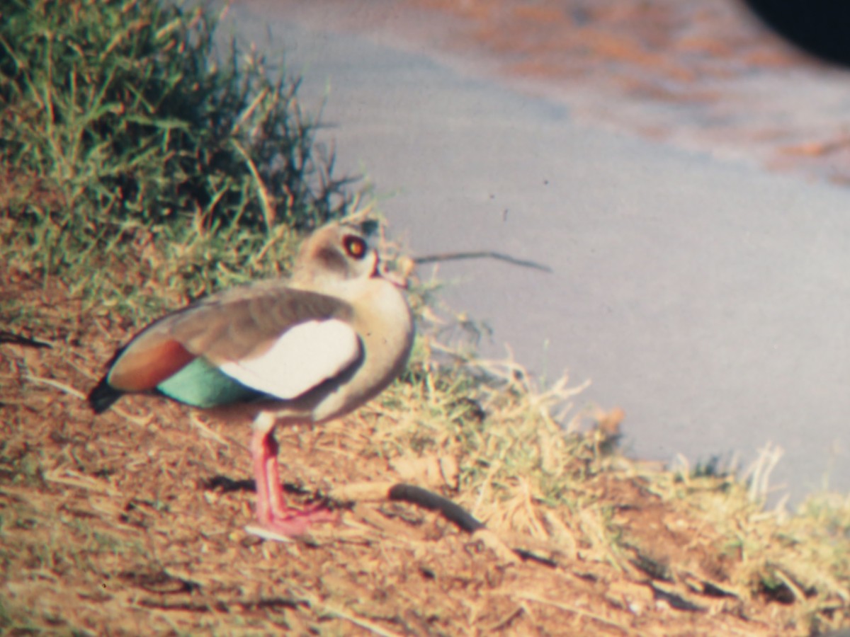 Egyptian Goose - ML223102461