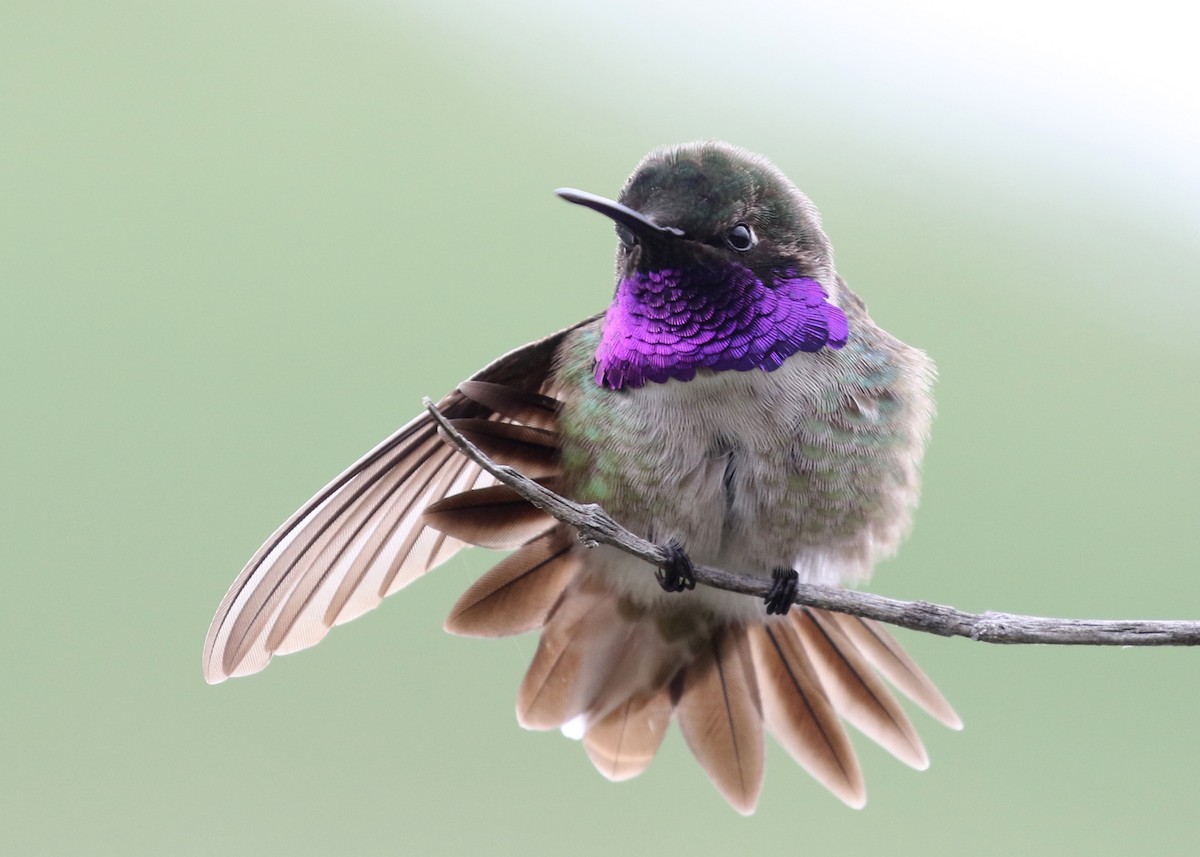 ハチドリ☺︎ページ 雑種 ノドグロハチドリ x コスタハチドリ - eBird