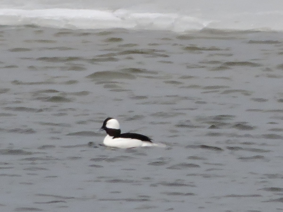 Bufflehead - ML223103421