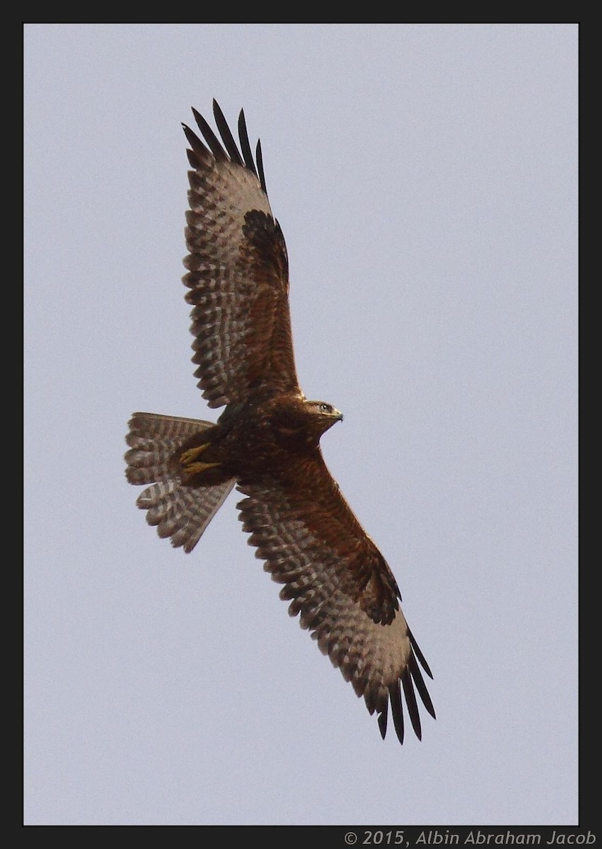 Common Buzzard - ML22310441