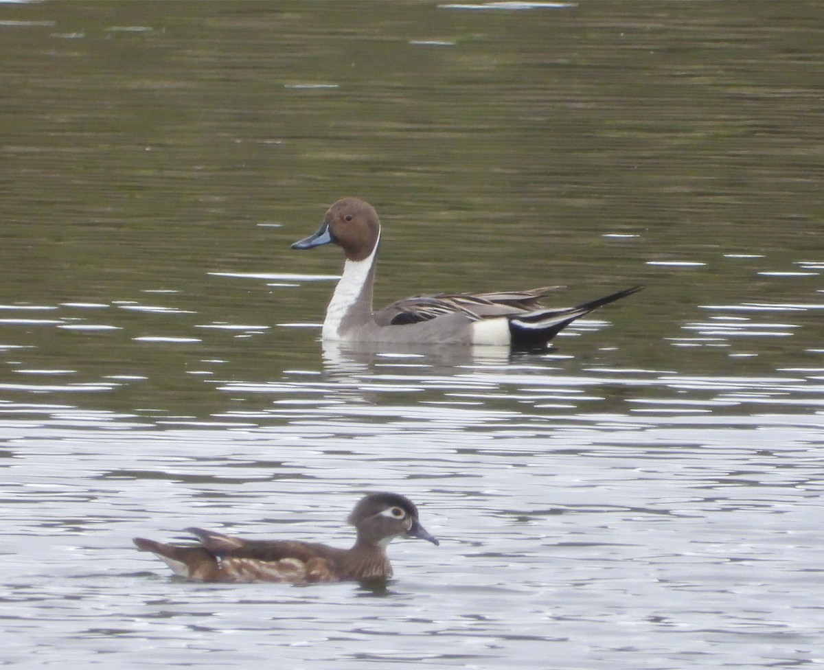 Northern Pintail - ML223105931