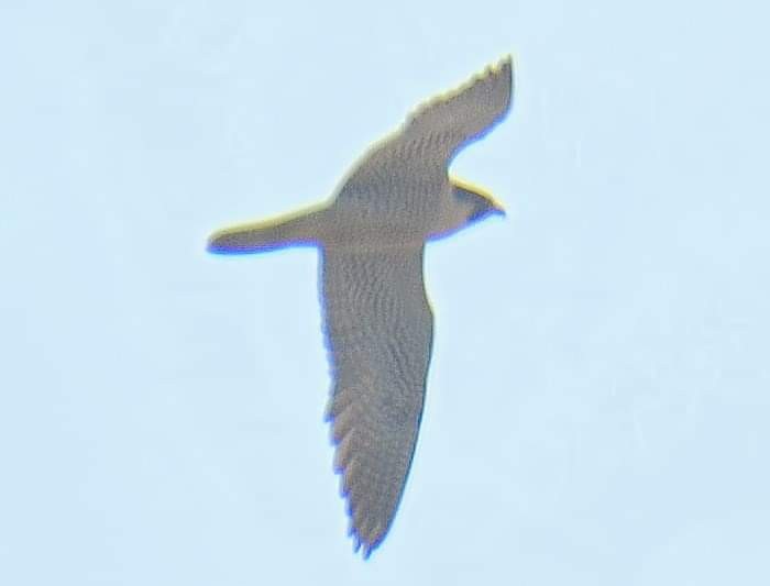 Peregrine Falcon - ML223106221