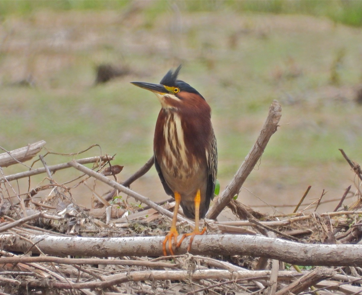 Green Heron - ML223106351