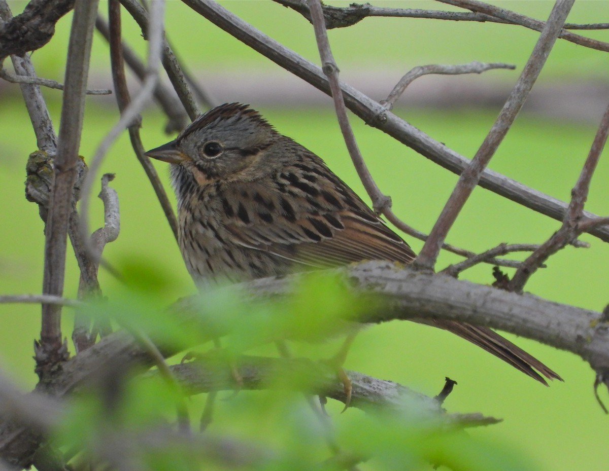 Lincoln's Sparrow - Pair of Wing-Nuts